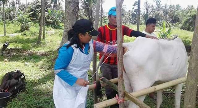 Sapi Lokal Belum Cukupi Kebutuhan Pasar, Pemkot Dorong Program Inseminasi Buatan