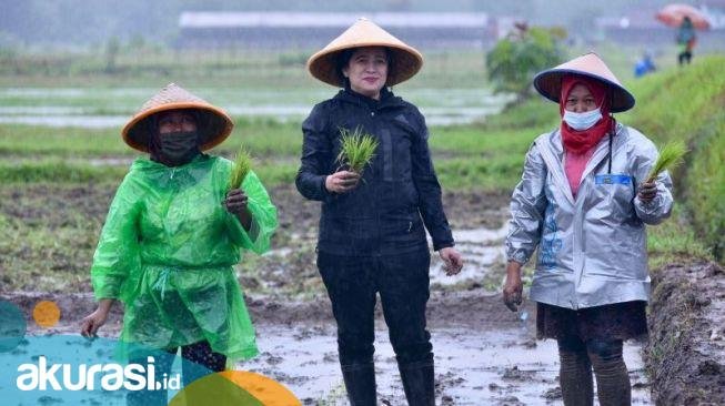 Susi Pudjiastuti Viral, Sentil Berita Puan Tanam Padi Hujan-Hujanan