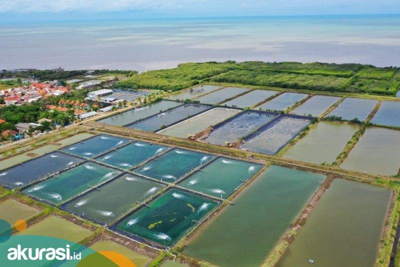 25 Investor Tambak Udang Laporkan Bos Kebab Baba Rafi, Ngaku Rugi Rp 9,1 M