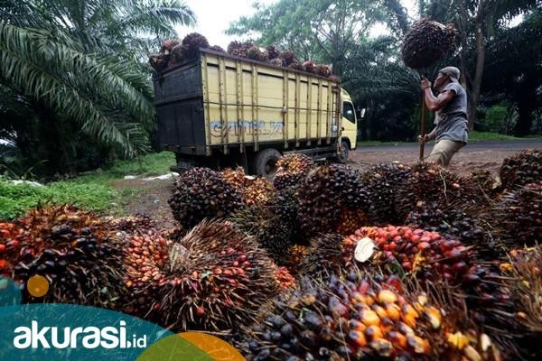 Jokowi Larang Ekspor CPO dan Minyak Goreng, Apakah Masalah Selesai?