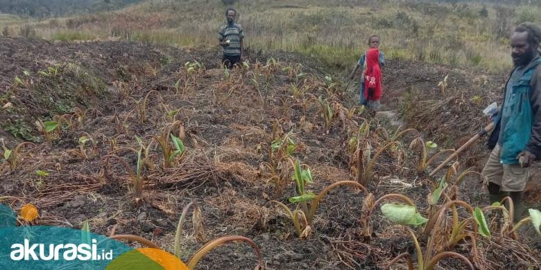 Mengatasi Kekeringan di Papua Tengah: Kisah Sukses Indonesia