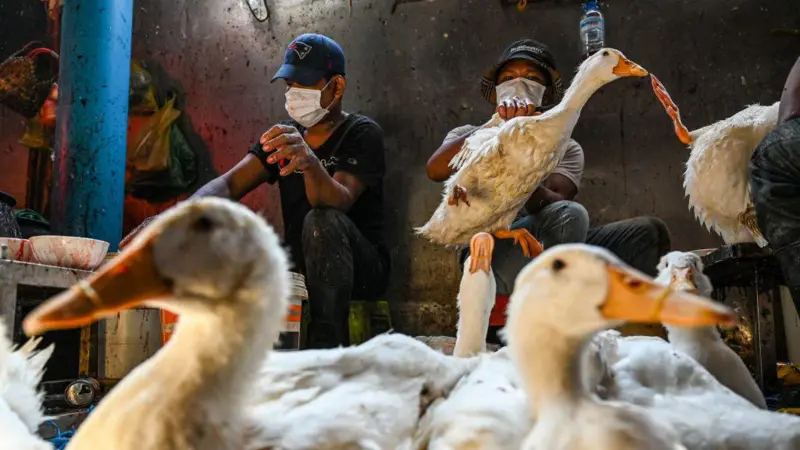 WHO Mengonfirmasi Kasus Flu Burung H9N2 Kedua pada Anak di India